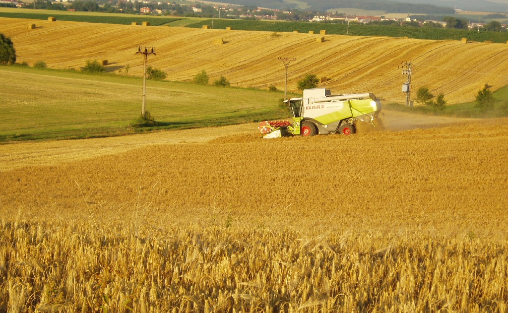 rostlinná výroba - pěstování pšenice