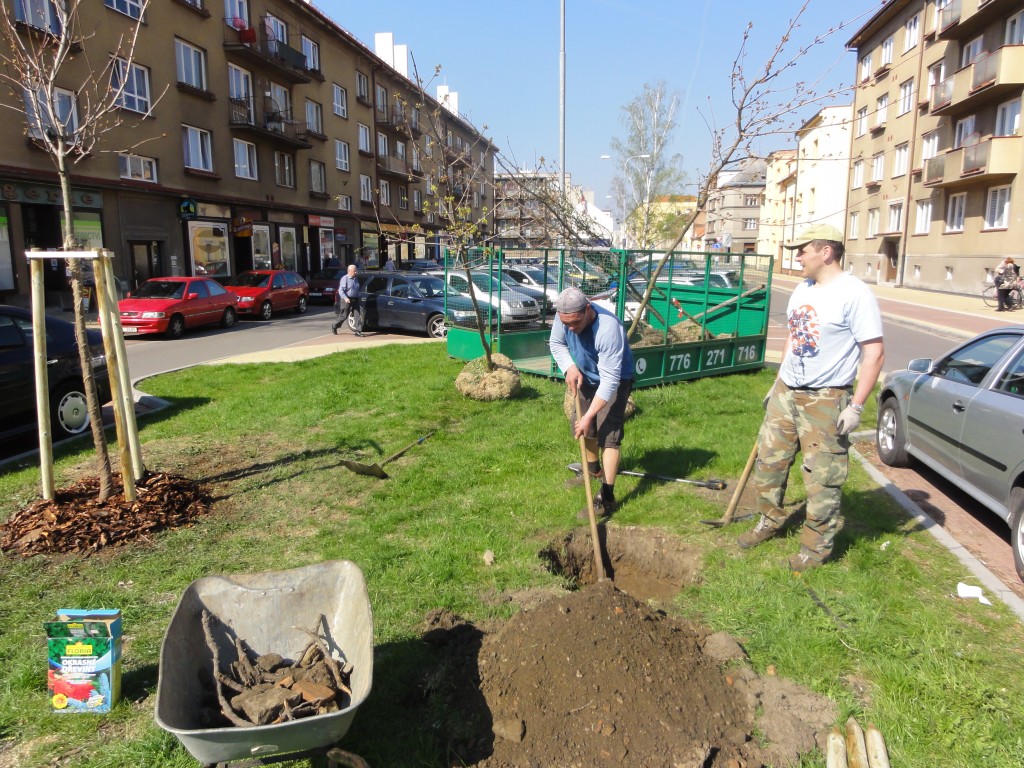 Výsadba stromů, keřů a jiných rostlin ve městech