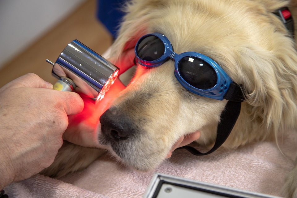 Veterinární klinika Hanychov