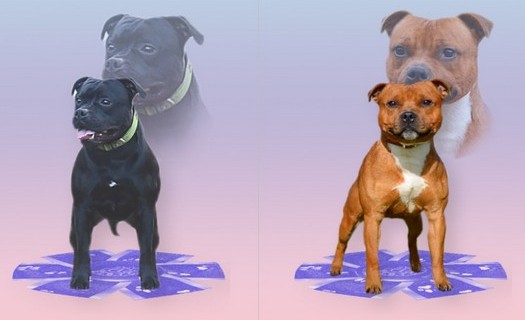 Chovná stanice Staffordshire Bull Terrierů Říčany u Brna, nekonfliktní plemeno