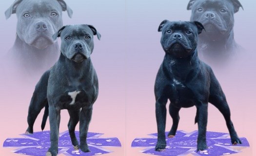 Chovná stanice Staffordshire Bull Terrierů Říčany u Brna