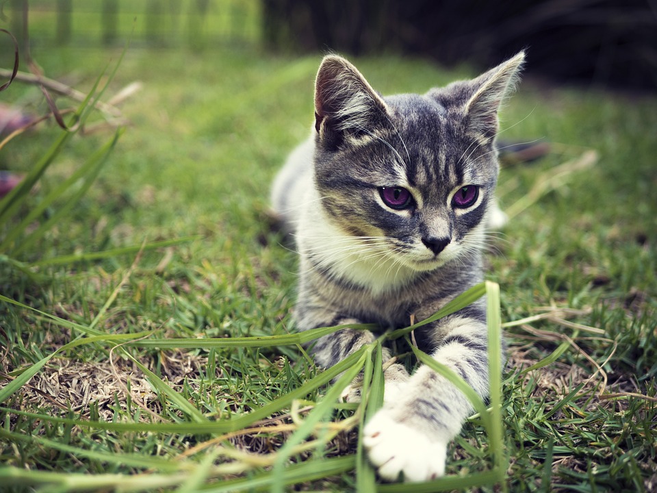 Veterinární klinika Hanychov v Liberci