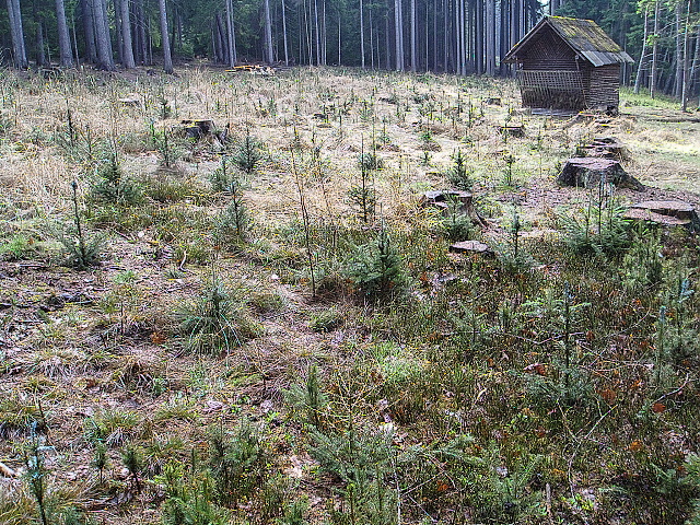 LESPRODUKT s.r.o., Kamenice nad Lipou, lesnická činnost, zakládání porostu