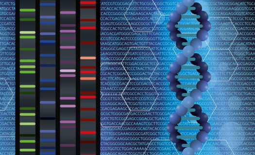 Exomové sekvenování je nejefektivnější způsob studia kódujících oblastí genomu.