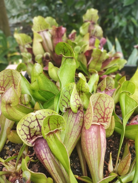 Get inspired and discover the beauty of carnivorous plants at the Living Traps exhibition