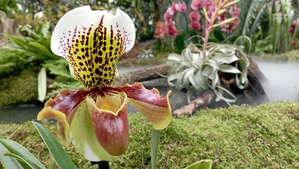 Jewels of the Rainforest - a paradise for Orchid and tropical plant lovers