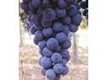 Odrůdová vína, vinařství Mutěnice
