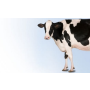 Milkpol, spolehlivý partner v oblasti mlékárenských produktů