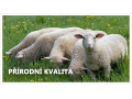 Prodej výrobků z ovčí vlny, e-shop, Zlín