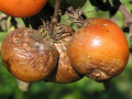 Ochrana rajčat proti plísni bramborové