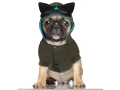 Módní oblečky pro psy - funkční, zimní oblečení, letní trička, šaty, mikiny