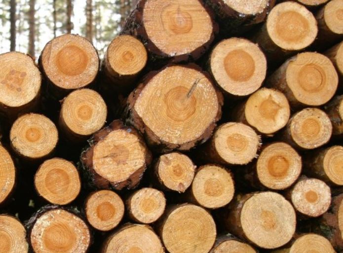 Lesnictví, těžba a zpracování dřeva - Jan Sečkař