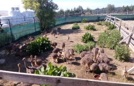 Chov pštrosů na farmě Jestřabí v Moravskoslezském kraji