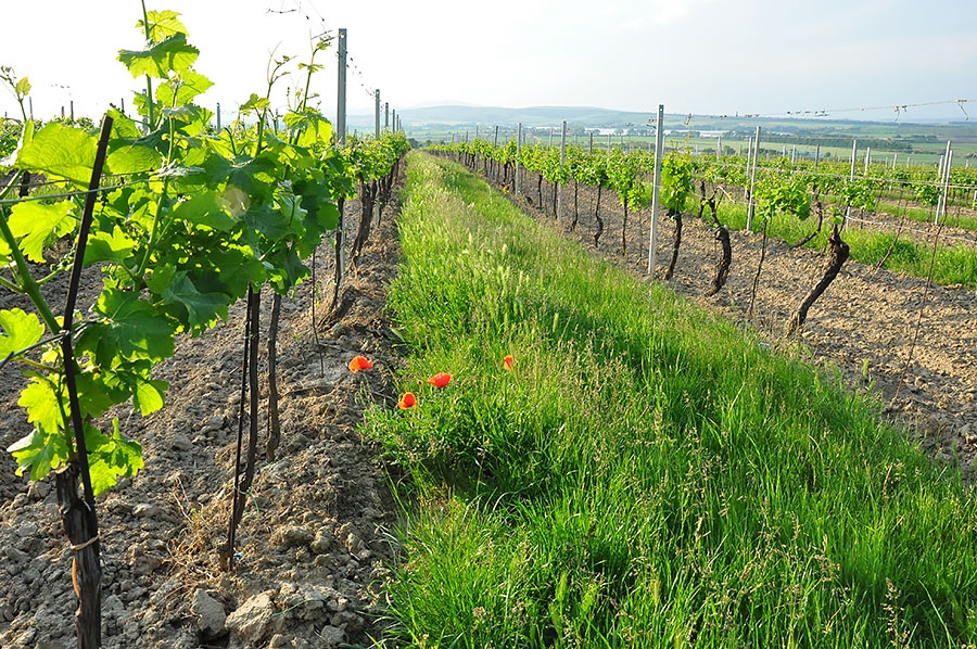 Vinařství v Bulharech na jižní Moravě