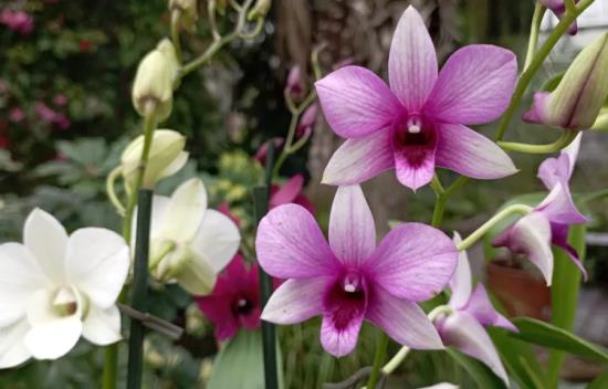 Výstava orchidejí a tropických rostlin Klenoty pralesa