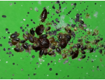 Profesionální dezinsekce – hubení hmyzu, štěnic, švábů, blech, dezinsekce ubytoven v ČR