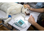 Stomatologické vyšetření, léčba a prevence onemocnění zubů a dásní psů a koček