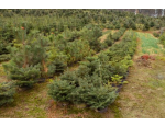 Pěstování, péče a těžba vánočních stromků na plantáži, možnost uřezání vlastního stromku