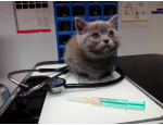 Veterinární klinika Nytra s.r.o. se specializací na ošetřování koček
