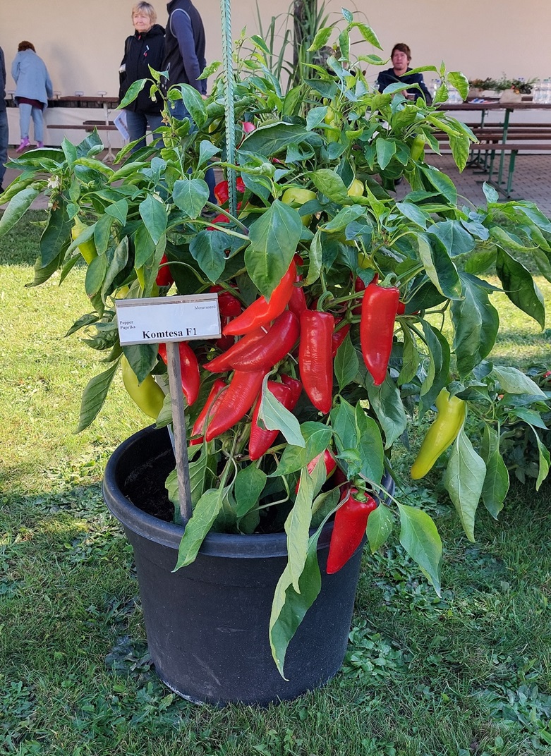 Paprika Komtesa F1