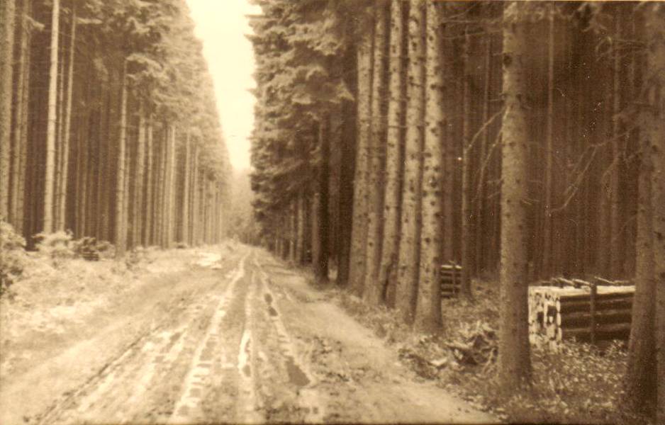 Dobové fotografie vztahující se k městským lesům Planá