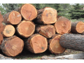 Pila Belcredi: kvalitní dřevo a řezivo pro široké využití