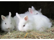 Špatná výživa může zakrslému králíkovi způsobit vážné zdravotní obtíže
