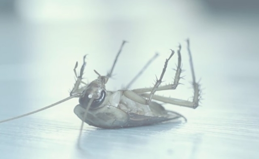 DDD Průdek - hubení hmyzu a škůdců